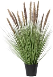 Plante herbacée Everlands avec pampa brun 80cm pot PVC 1 Stuk