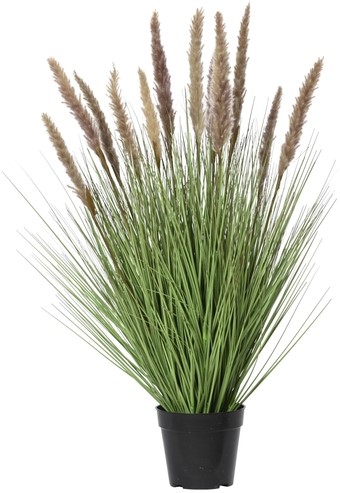 Plante herbacée Everlands avec pampa brun 80cm pot PVC 1 Stuk